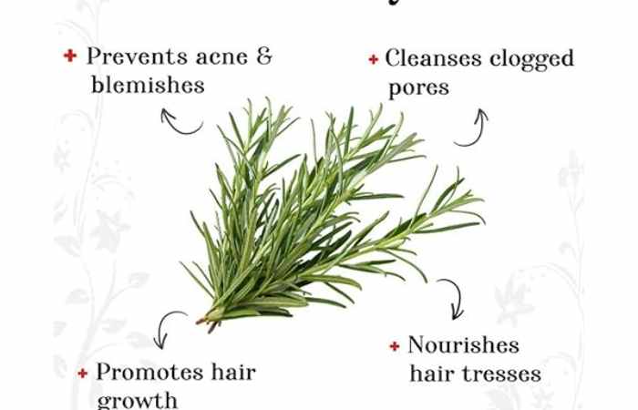 Alps Goodness Rosemary Essential Oil (2)